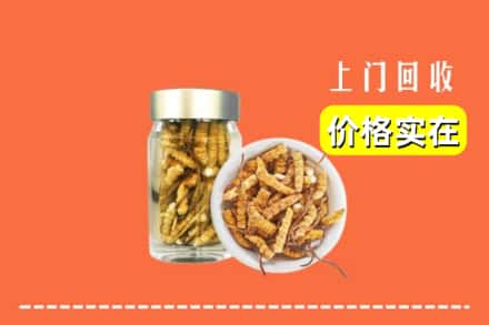 徐州鼓楼区回收散虫草